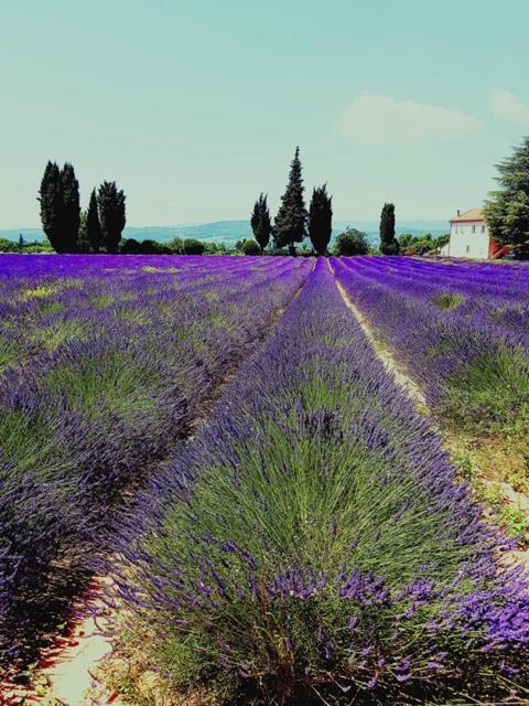 Le mas de la glycine Roussillon en Isere Exterior foto